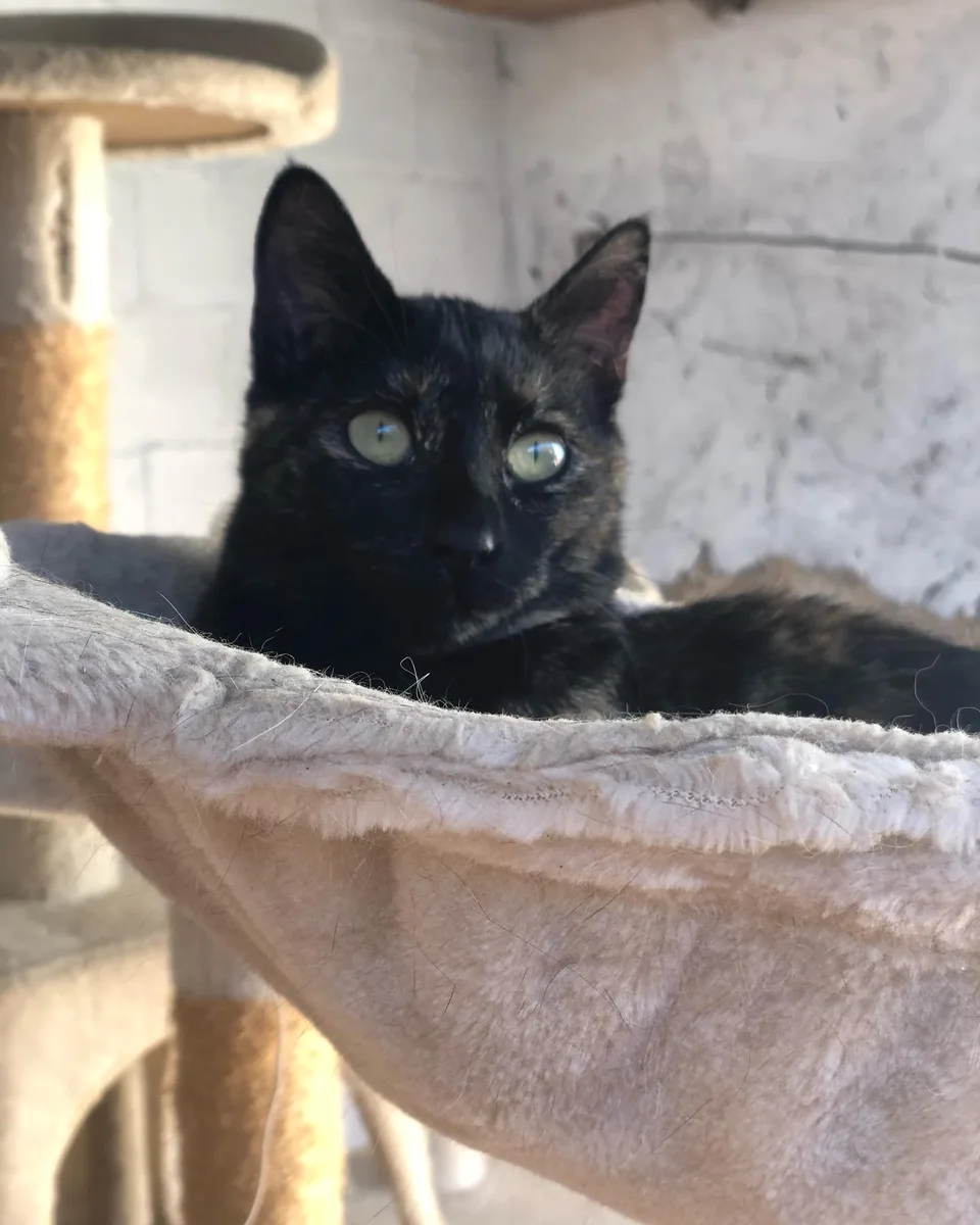 Noemi — rescued cat, Mumcatorg