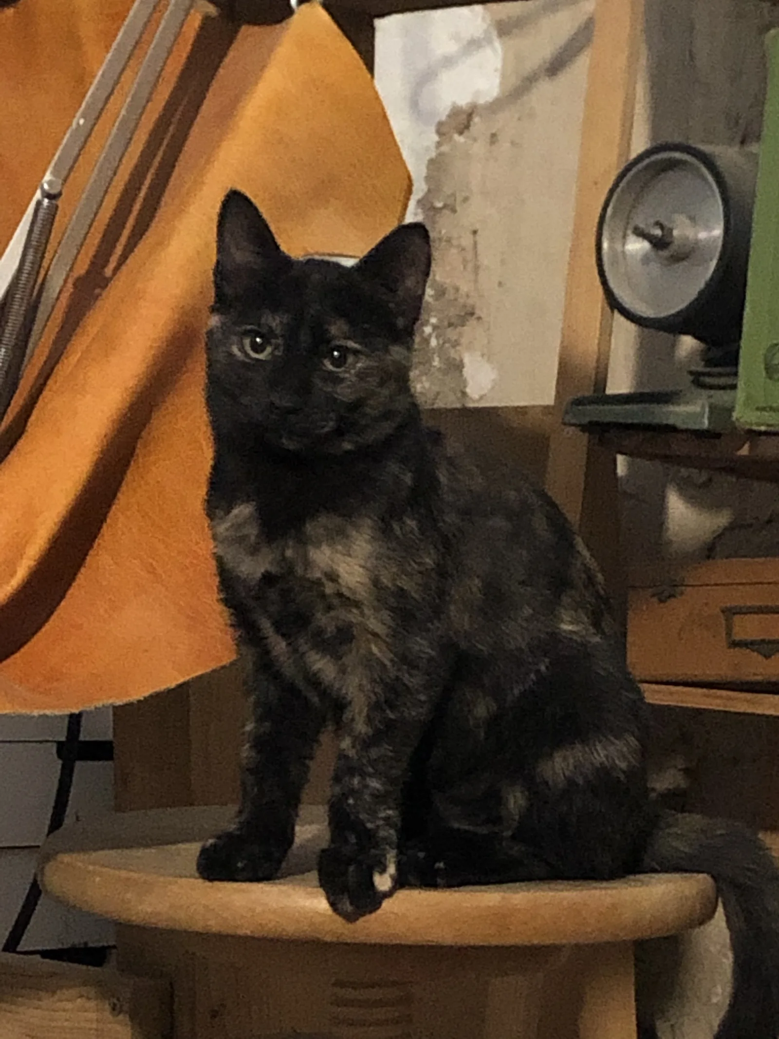 Noemi — rescued cat, Mumcatorg