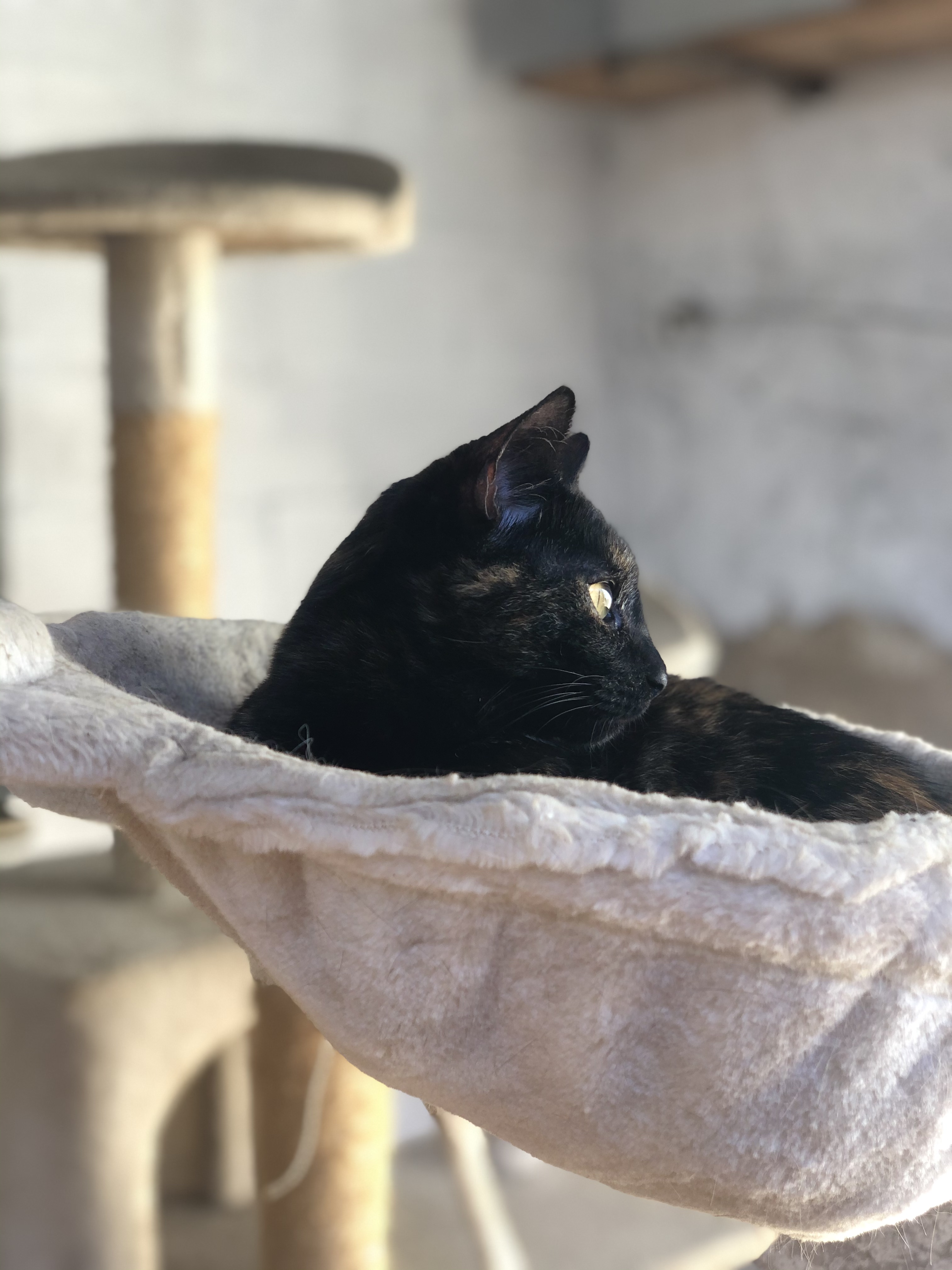 Noemi — rescued cat, Mumcatorg