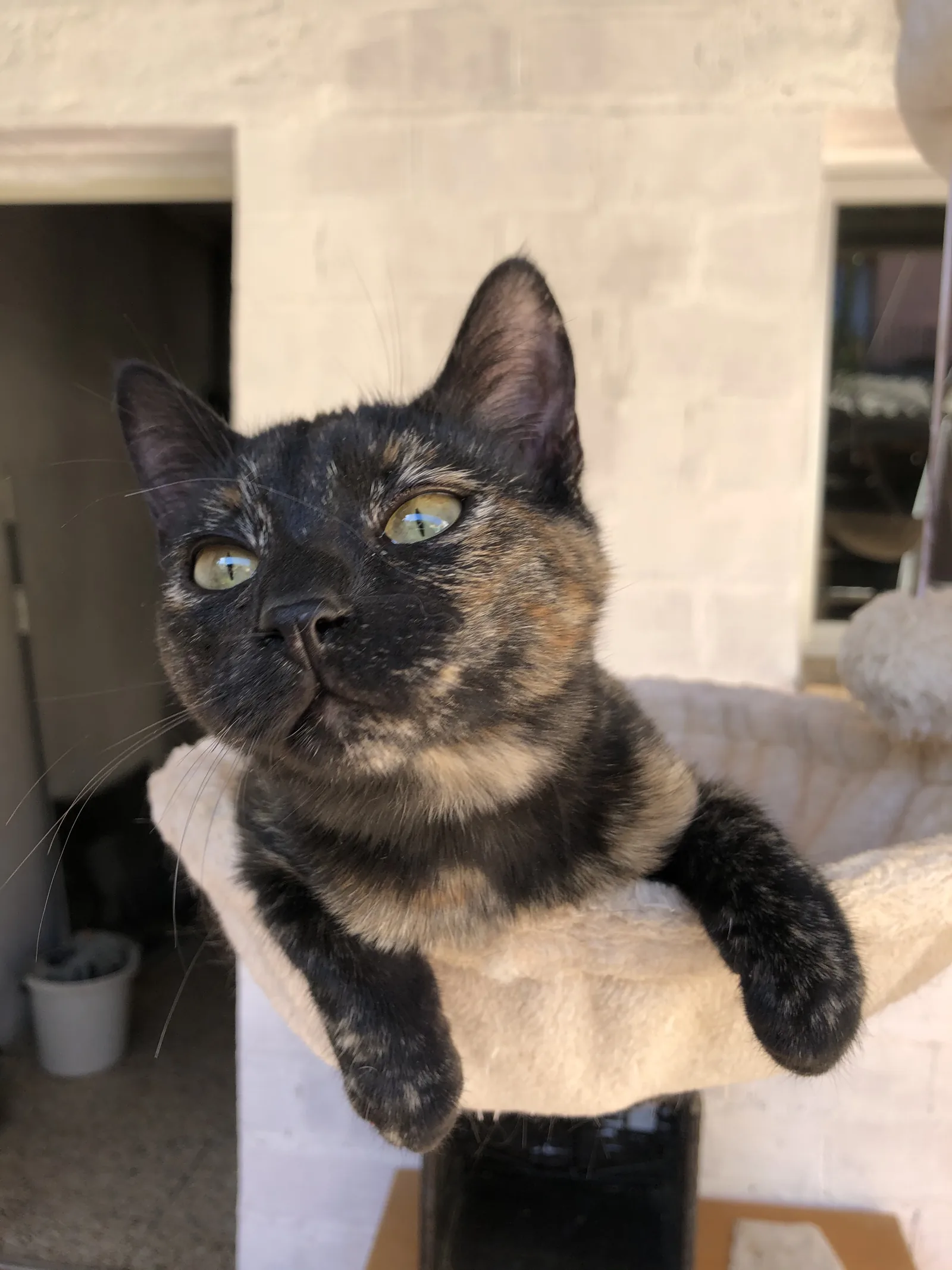 Noemi — rescued cat, Mumcatorg