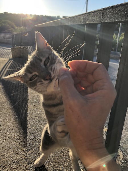 Norit — rescued cat, Mumcatorg