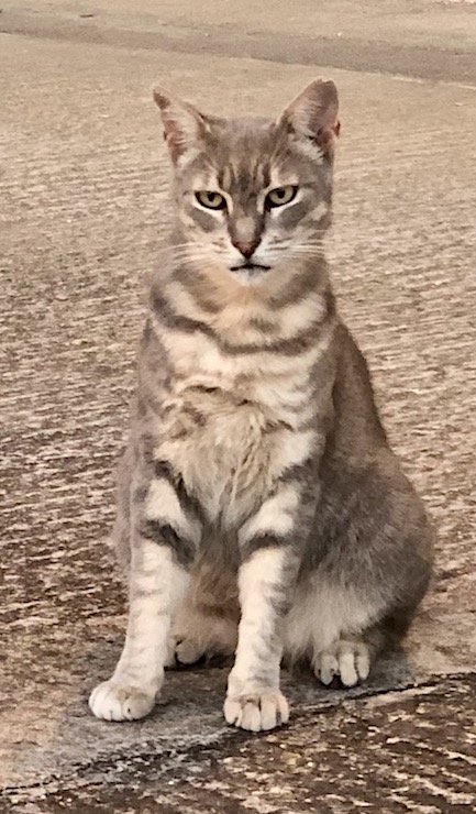 Norit — rescued cat, Mumcatorg