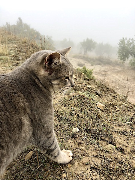 Norit — rescued cat, Mumcatorg
