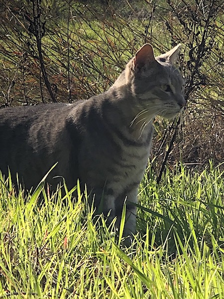 Norit — rescued cat, Mumcatorg