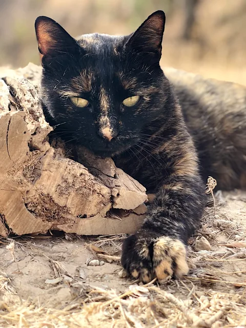 Oliva — rescued cat, Mumcatorg