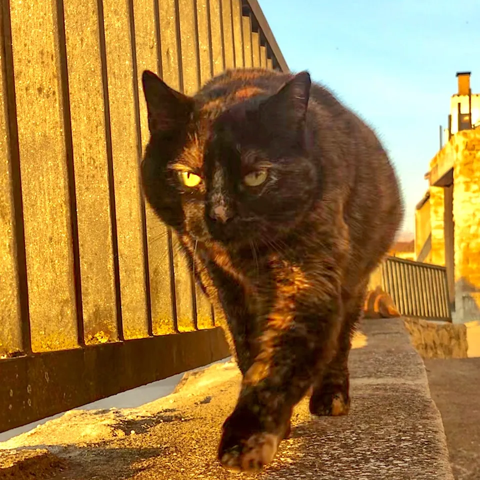 Oliva — rescued cat, Mumcatorg