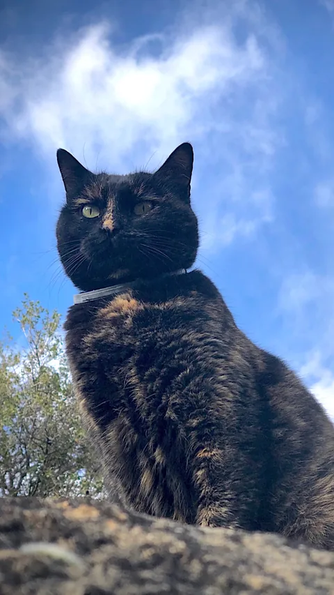 Oliva — rescued cat, Mumcatorg