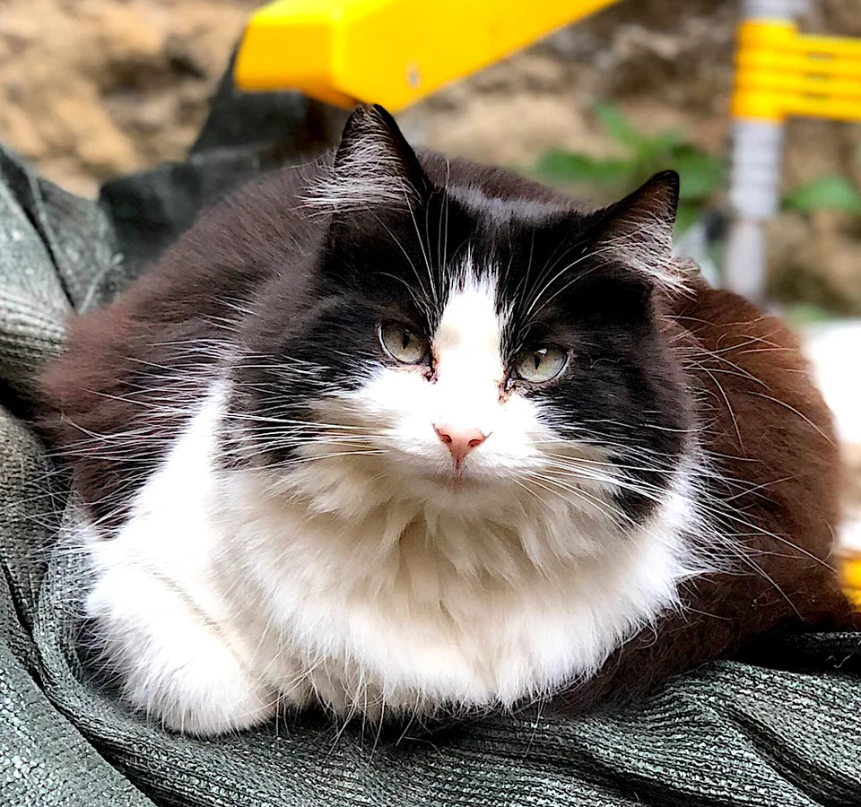 Pandy — rescued cat, Mumcatorg