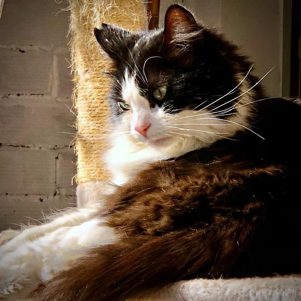 Pandy — rescued cat, Mumcatorg