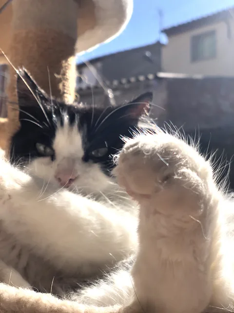 Pandy — rescued cat, Mumcatorg