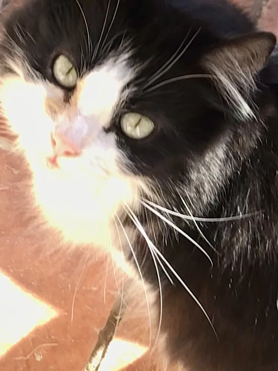 Pandy — rescued cat, Mumcatorg