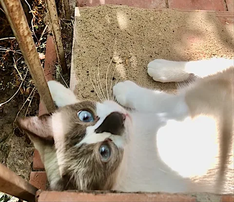 Penny — rescued cat, Mumcatorg