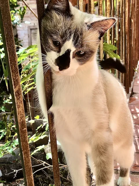 Penny — rescued cat, Mumcatorg