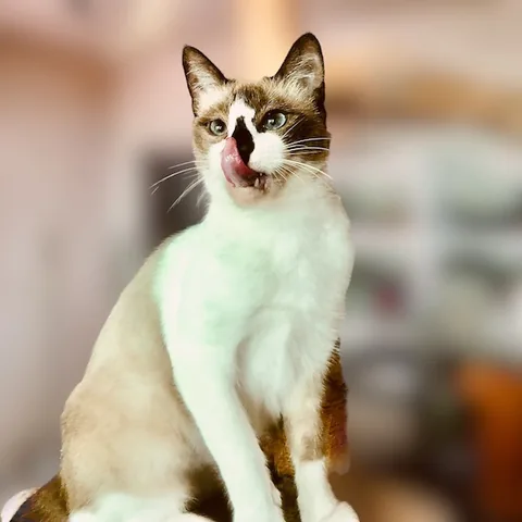 Penny — rescued cat, Mumcatorg