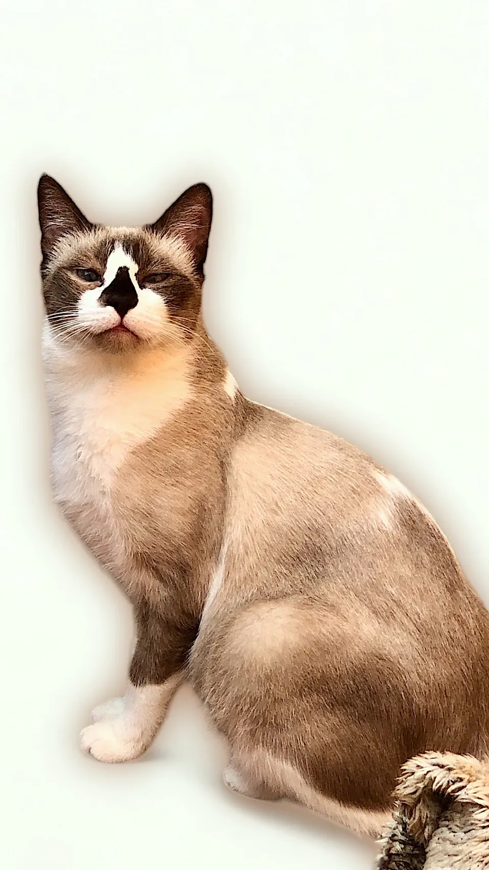 Penny — rescued cat, Mumcatorg