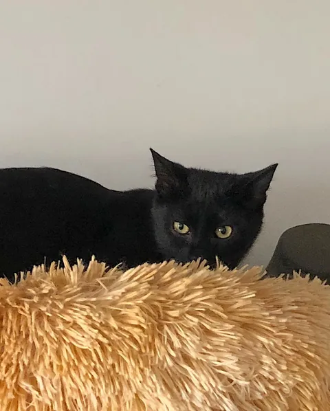 Theo — rescued cat, Mumcatorg