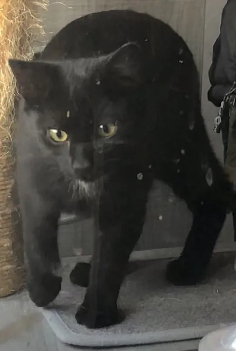 Theo — rescued cat, Mumcatorg