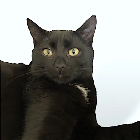 Theo — rescued cat, Mumcatorg