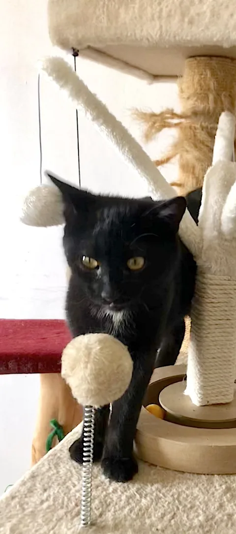 Theo — rescued cat, Mumcatorg