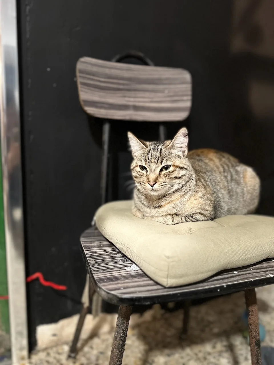 Tily, chatte tigrée, se repose sur un coussin posé sur une vieille chaise en bois