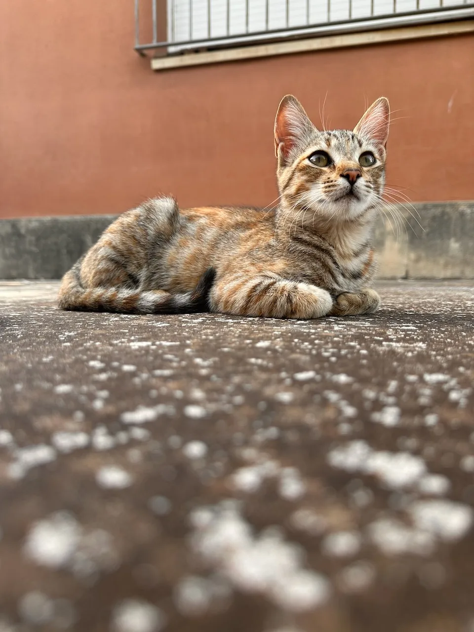 Tily allongée au sol à l'extérieur, levant les yeux vers l'appareil photo