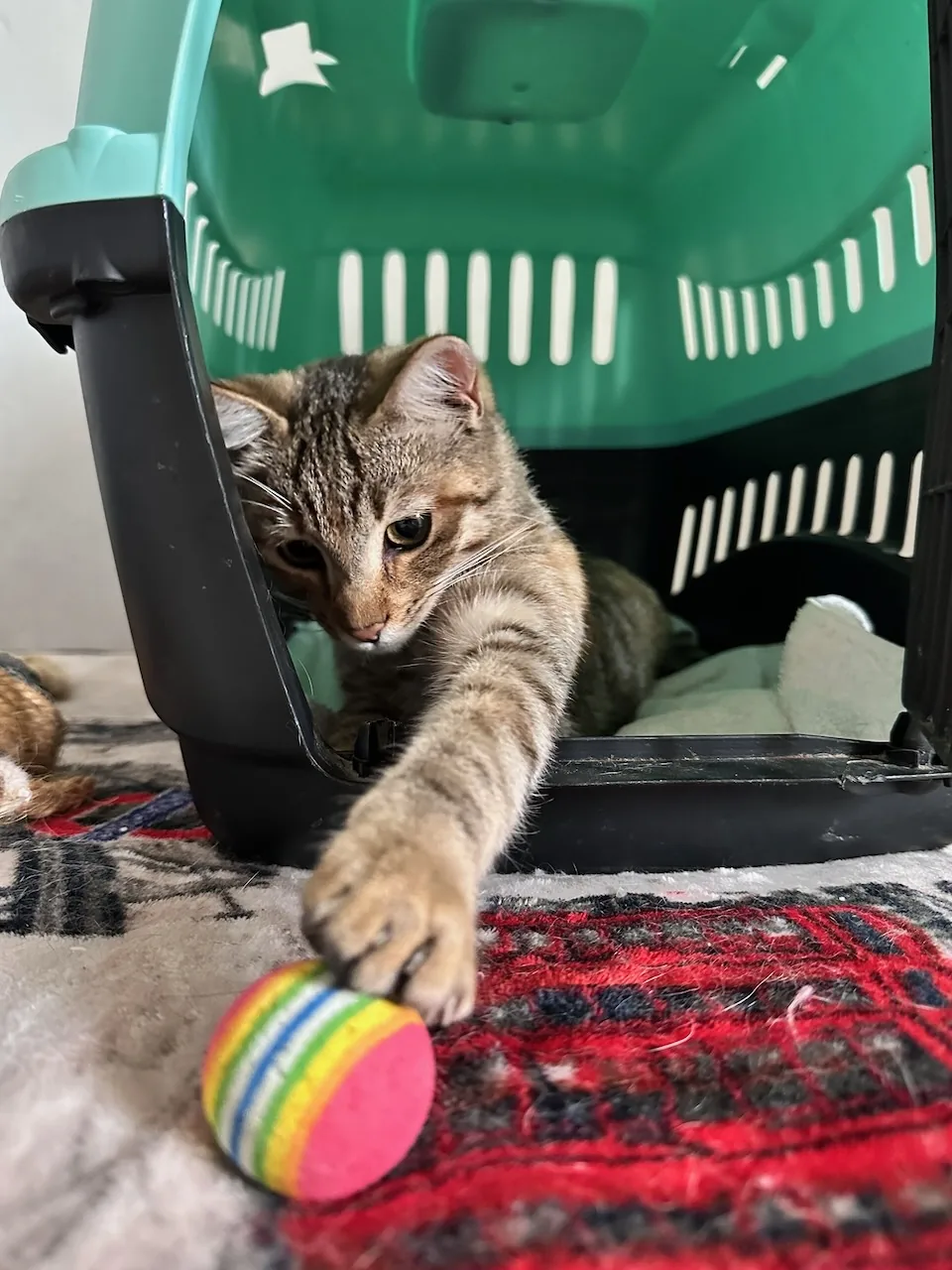 Tily tend la patte vers une balle arc-en-ciel à côté d'une caisse de transport pour chat