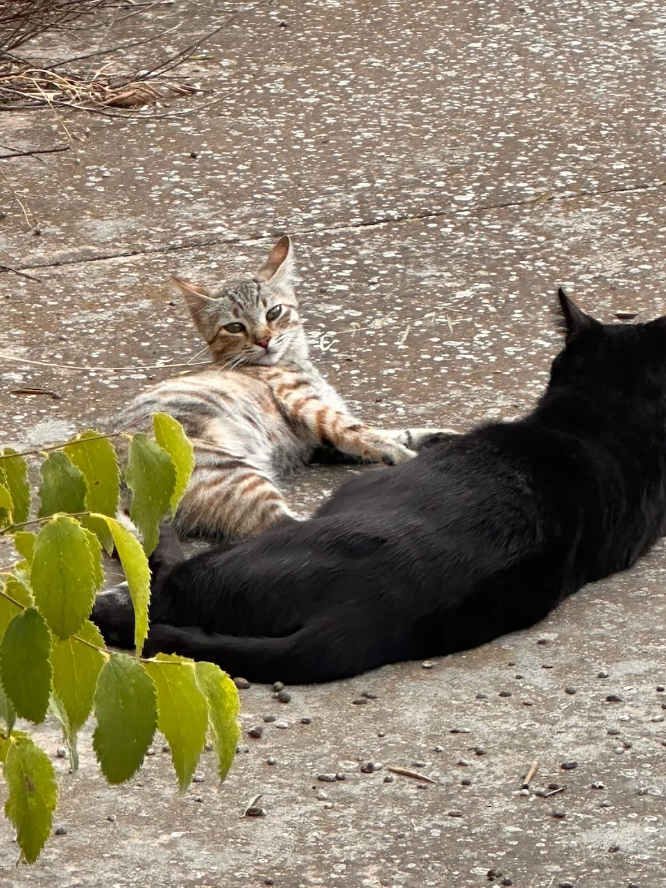 Tily se détend dehors à côté d'un grand chat noir