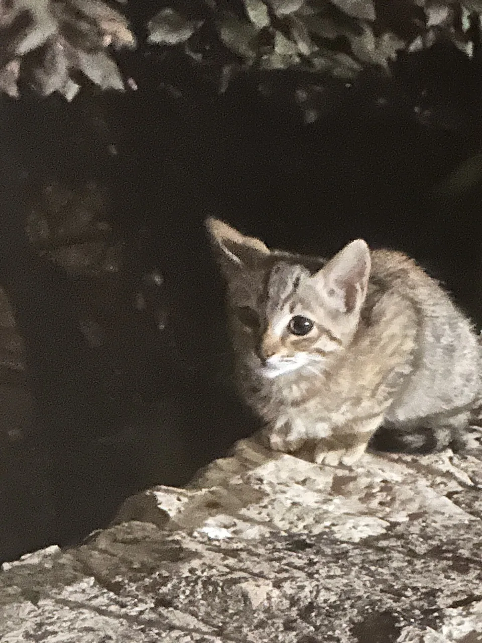 Tily encore chaton, accroupie sur une pierre la nuit