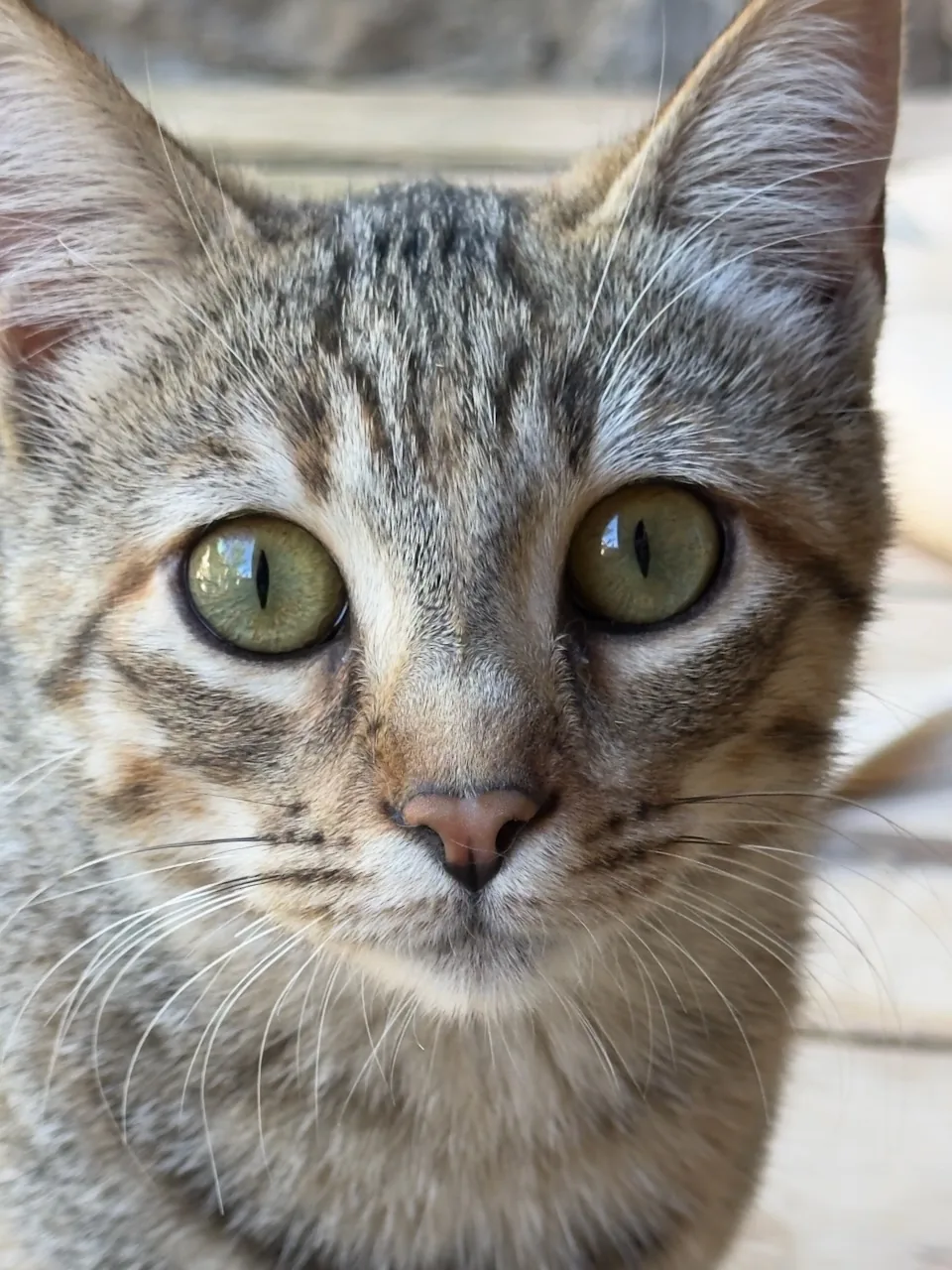 Tily, une jeune chatte recueillie, au pelage brun tigré et aux yeux verts, en gros plan, à adopter en Catalogne