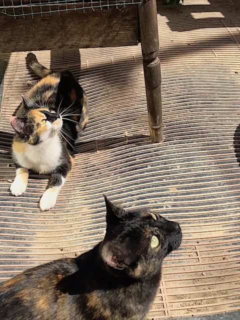 Mikka and Noemi, two rescued cats, playing together after a slow introduction