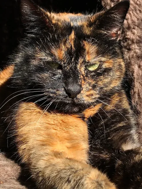 Maya, a shy tortie cat, the kind of cat who blossoms in a foster home